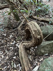 Salacia gerrardii