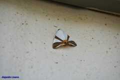 Eulepidotis rectimargo