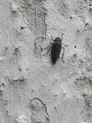 Graphocephala appropinquans