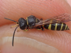 Gorytes quinquecinctus