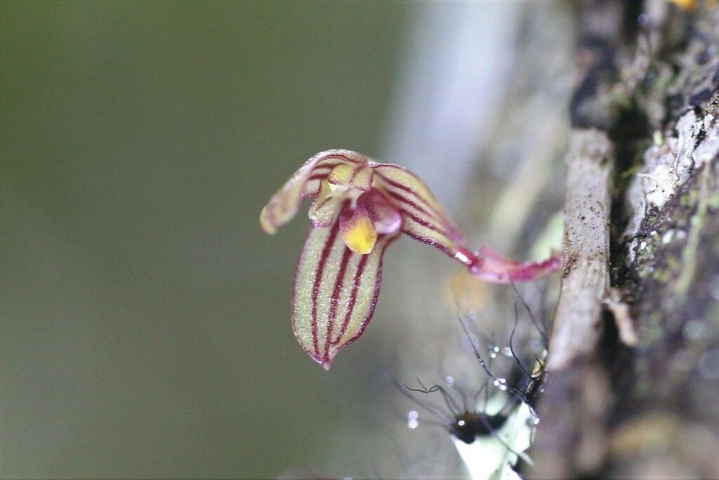 Bulbophyllum bowkettiae