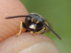 Gorytes quinquecinctus