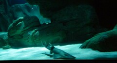 Rhynchobatus djiddensis