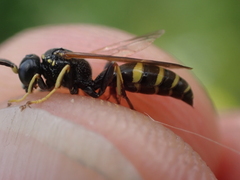 Gorytes quinquecinctus