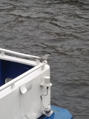 Sterna hirundo