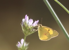 Colias croceus