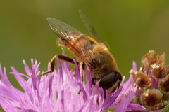 Eristalis tenax