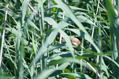 Acrocephalus scirpaceus scirpaceus