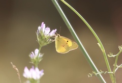 Colias croceus