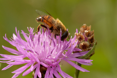 Eristalis tenax