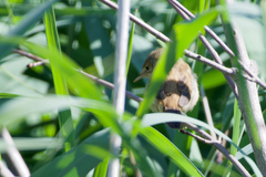 Acrocephalus scirpaceus scirpaceus