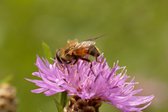 Eristalis tenax