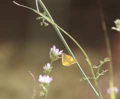 Colias croceus