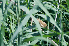 Acrocephalus scirpaceus scirpaceus