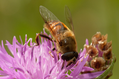 Eristalis tenax