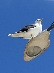 Larus marinus