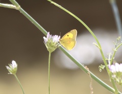 Colias croceus