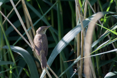 Acrocephalus scirpaceus scirpaceus