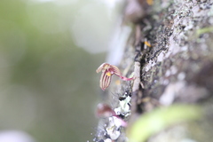 Bulbophyllum bowkettiae