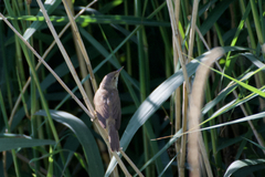 Acrocephalus scirpaceus scirpaceus