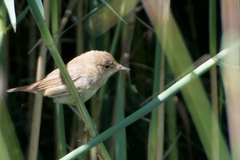 Acrocephalus scirpaceus scirpaceus