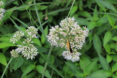 Eupatorium shimadae
