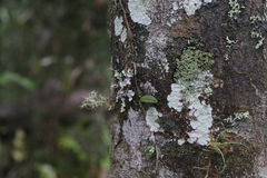 Bulbophyllum bowkettiae