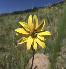 Helianthus nuttallii