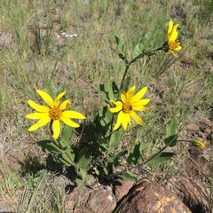 Helianthus nuttallii