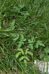 Laserpitium gaudinii