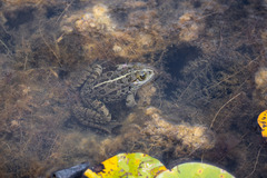 Pelophylax ridibundus