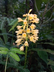 Calanthe speciosa