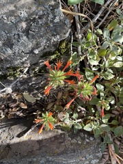 Monardella macrantha hallii