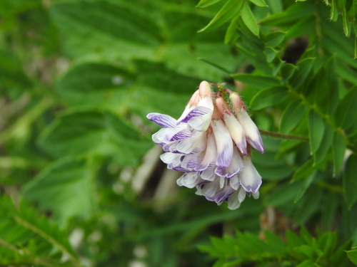 Image of Vicia orobus by (c) Yves Bas, some rights reserved (CC BY)