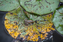 Pelophylax ridibundus