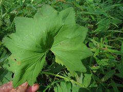 Alchemilla lindbergiana