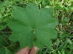 Alchemilla lindbergiana