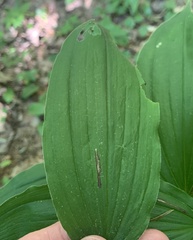Synchysa tricincta