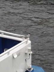 Sterna hirundo