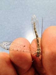 Neuroleon egenus