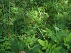 Alchemilla lindbergiana