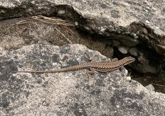 Podarcis muralis