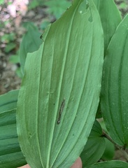 Synchysa tricincta