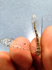 Neuroleon egenus