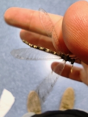 Neuroleon egenus