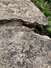 Podarcis muralis