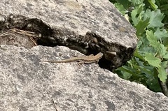 Podarcis muralis