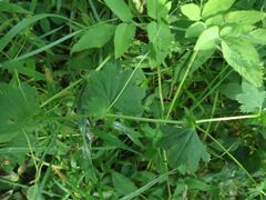 Alchemilla lindbergiana
