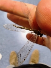 Neuroleon egenus