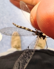 Neuroleon egenus
